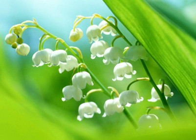 flowers.jpg