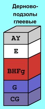 Дерново-подзолы глеевые.jpg