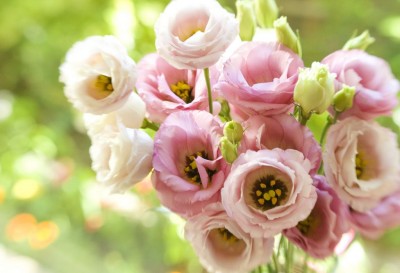 Eustoma_004.jpg