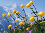 flowers.jpg