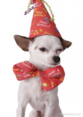 Chihuahua-19.jpg